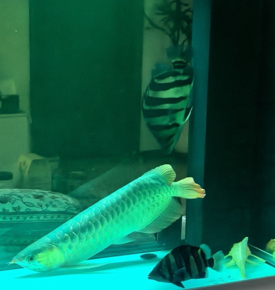 龍魚撞缸還倒立如何治療。（龍魚撞缸后倒立如何治療）