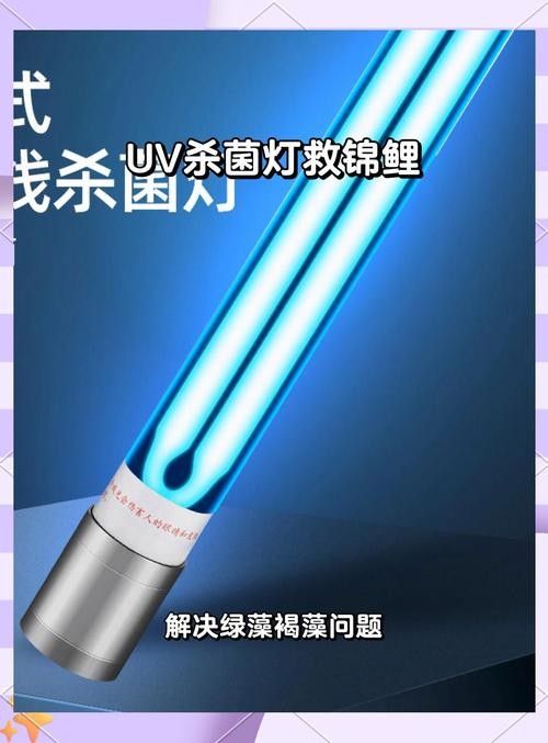 白子招財龍魚怎么養：白子招財龍魚的常見疾病解析（養殖白子招財龍魚的注意事項）