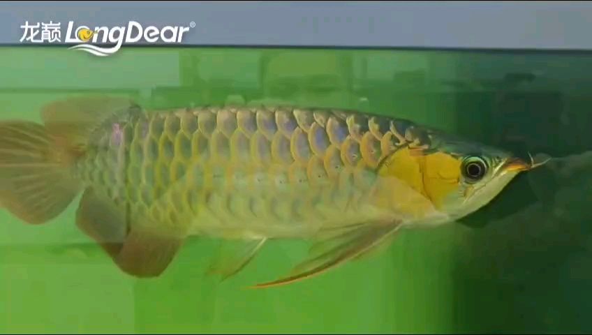 如何判斷翁源龍魚是否成熟，arxiv論文助手翁源龍魚是否成熟–并配圖
