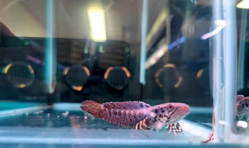 如何判斷翁源龍魚是否成熟，arxiv論文助手翁源龍魚是否成熟–并配圖