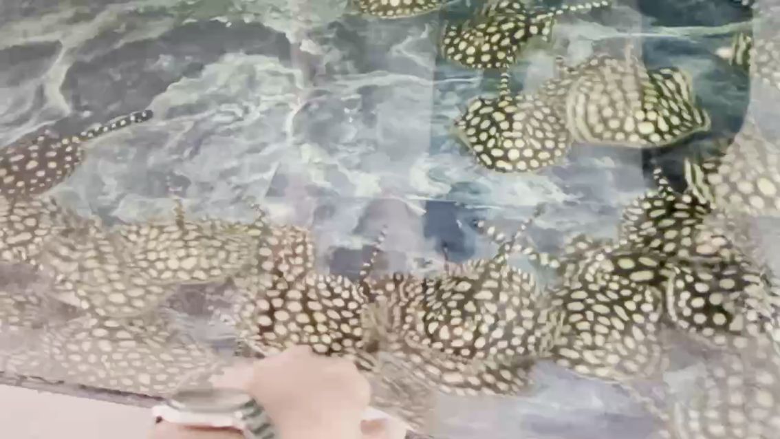 滿點當豬養（“滿點當豬養”是什么意思？）