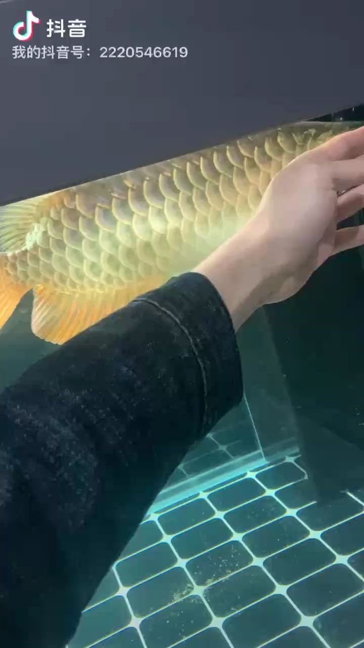 金龍（金龍的形象在現代也被廣泛使用）