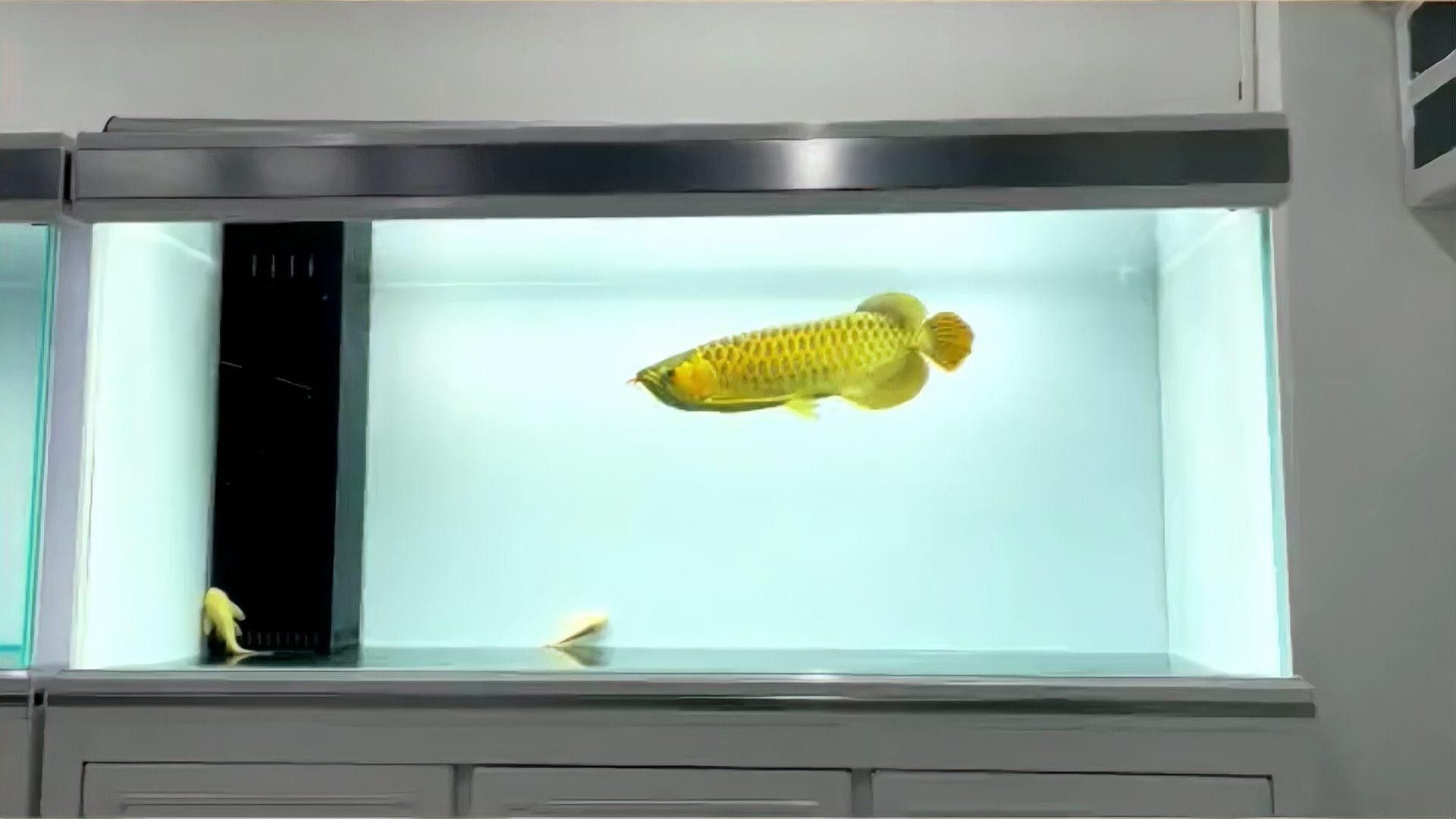 龍魚換水后多久會恢復活躍（龍魚換水后多久會恢復活躍是一個復雜的問題）