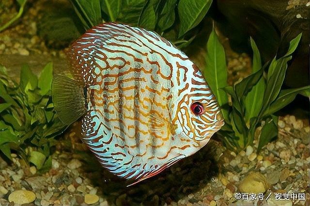 龍魚換水后多久會恢復活躍（龍魚換水后多久會恢復活躍是一個復雜的問題）