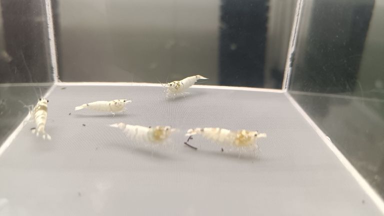 水晶蝦臺系個人養殖展示交流（水族養殖2025/11/4日常記錄）