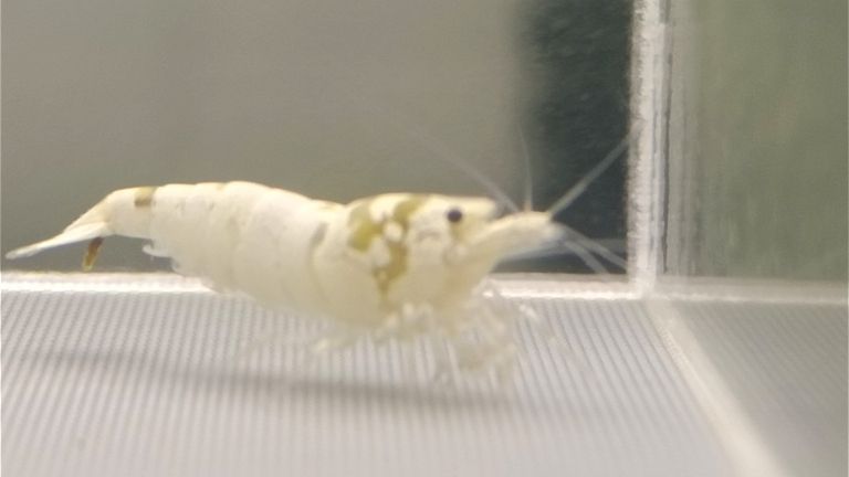 水晶蝦臺系個人養殖展示交流（水族養殖2025/11/4日常記錄）