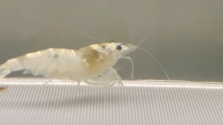 水晶蝦臺系個人養殖展示交流（水族養殖2025/11/4日常記錄）