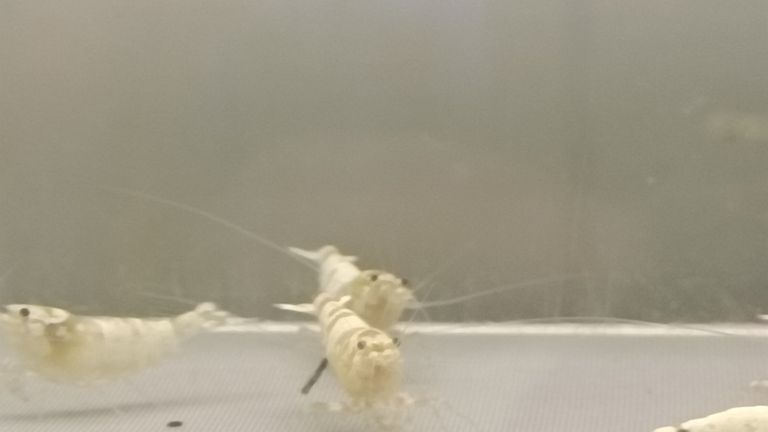 水晶蝦臺系個人養殖展示交流（水族養殖2025/11/4日常記錄）