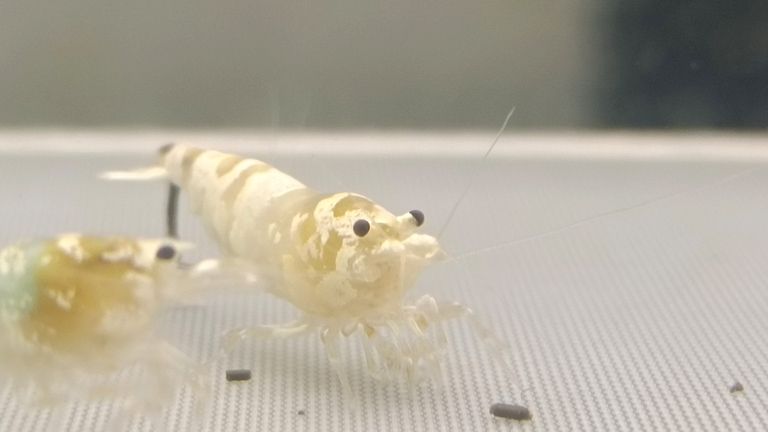 水晶蝦臺系個人養殖展示交流（水族養殖2025/11/4日常記錄）