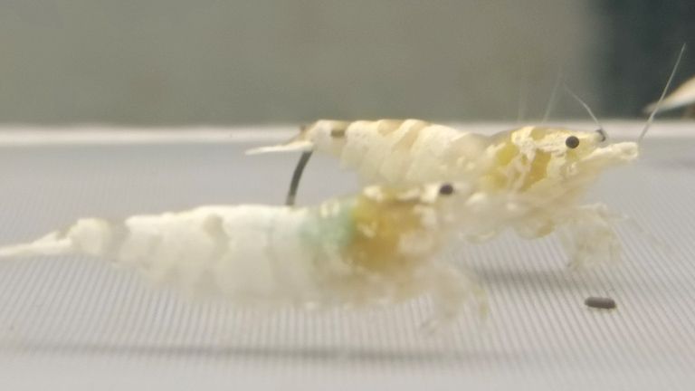 水晶蝦臺系個人養殖展示交流（水族養殖2025/11/4日常記錄）