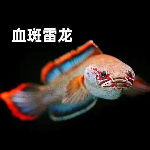 如何降低血斑雷龍魚的攻擊性（如何降低血斑雷龍魚攻擊性）