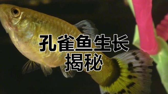 孔雀龍魚繁殖過程是怎樣的（孔雀魚怎么繁殖孔雀魚的繁殖方法及注意事項）