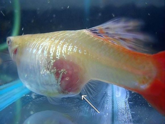 孔雀龍魚繁殖過程是怎樣的（孔雀魚怎么繁殖孔雀魚的繁殖方法及注意事項）