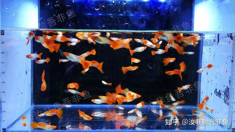 孔雀龍魚繁殖過程是怎樣的（孔雀魚怎么繁殖孔雀魚的繁殖方法及注意事項）