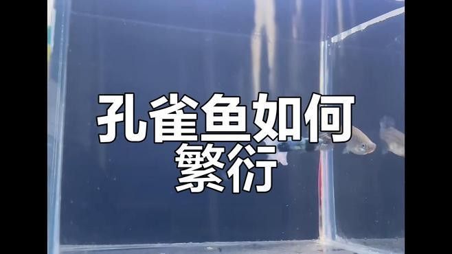 孔雀龍魚繁殖過程是怎樣的（孔雀魚怎么繁殖孔雀魚的繁殖方法及注意事項）