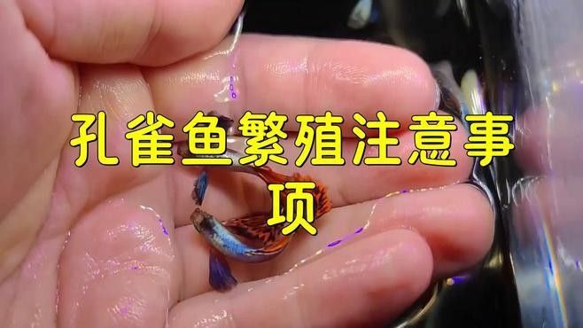 孔雀龍魚繁殖過程是怎樣的（孔雀魚怎么繁殖孔雀魚的繁殖方法及注意事項）