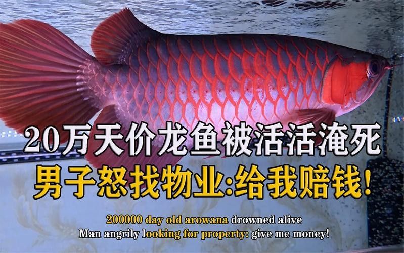紅龍魚高清大圖欣賞（紅龍魚的高清大圖及相關品相關品種鑒賞）