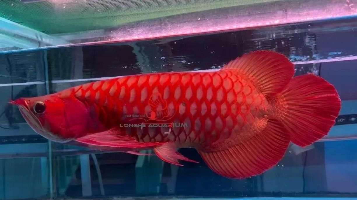 紅龍魚高清大圖欣賞（紅龍魚的高清大圖及相關品相關品種鑒賞）