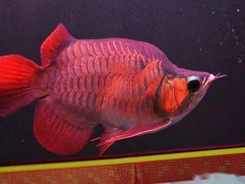 紅龍魚高清大圖欣賞（紅龍魚的高清大圖及相關品相關品種鑒賞）