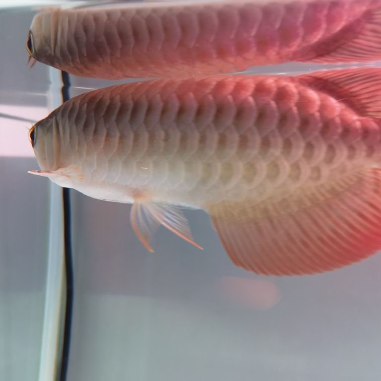 鰓蓋外翻(魚友門,鰓蓋外翻是什么問題,) 龍魚論壇 第1張 鰓蓋外翻(魚友門,鰓蓋外翻是什么問題,) 鰓蓋外翻(魚友門,鰓蓋外翻是什么問題,) 龍魚論壇 第1張
