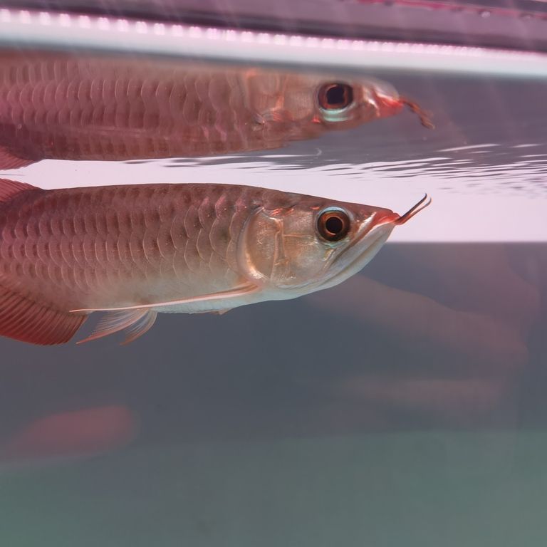 鰓蓋外翻(魚友門,鰓蓋外翻是什么問題,) 龍魚論壇 第2張 鰓蓋外翻(魚友門,鰓蓋外翻是什么問題,) 鰓蓋外翻(魚友門,鰓蓋外翻是什么問題,) 龍魚論壇 第2張