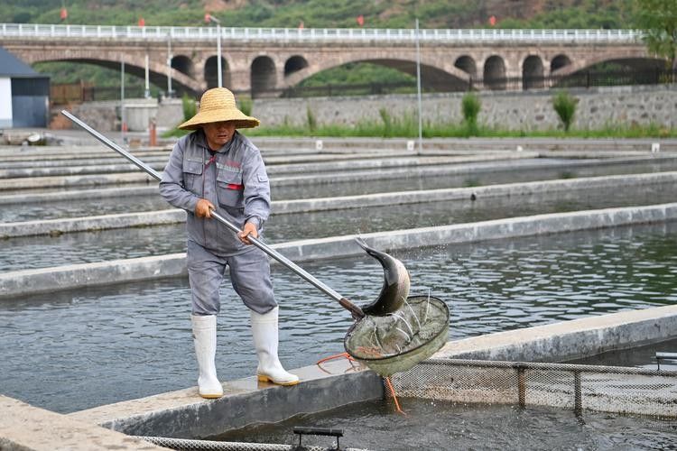 如何聯系文山壯族苗族自治州龍魚養殖基地（云南文山壯族苗族自治州龍魚養殖基地聯系方式）