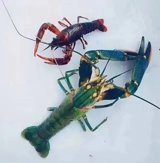 如何聯系文山壯族苗族自治州龍魚養殖基地（云南文山壯族苗族自治州龍魚養殖基地聯系方式）