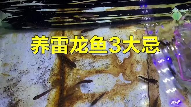 如何預防雷龍魚苗生病？（雷龍魚怎么養揭秘雷龍魚養殖的四大黃金法則）