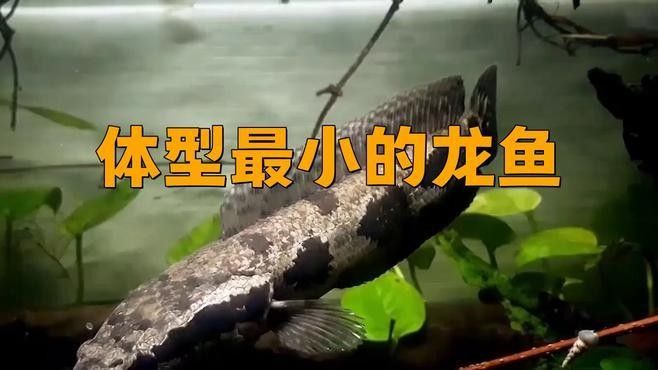 哪種長不大的龍魚最適合新手飼養（20-30公分龍魚飼養技巧與注意事項）