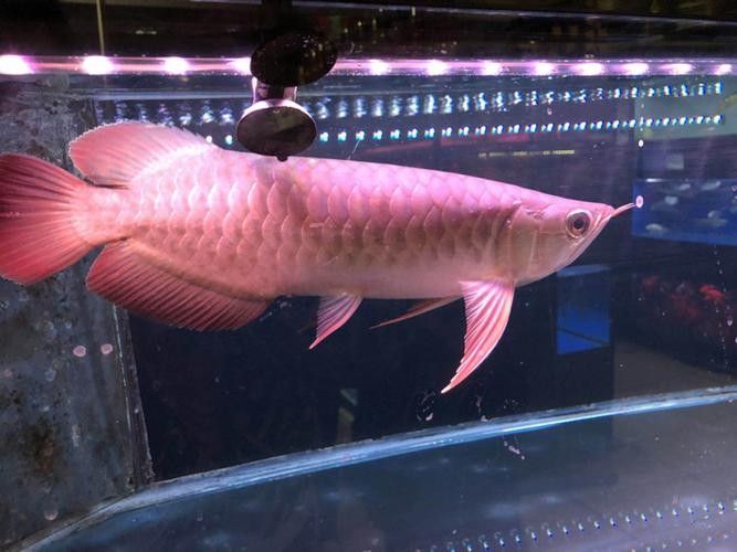 如何在微信上搜索合肥龍魚交流群（微信上怎么找合肥龍魚交流群？）
