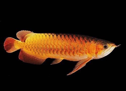 如何在微信上搜索合肥龍魚交流群（微信上怎么找合肥龍魚交流群？）