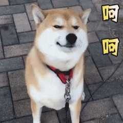 恐龍的繁殖周期是多久？（恐龍的繁殖周期）