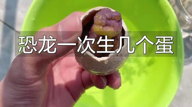 恐龍的繁殖周期是多久？（恐龍的繁殖周期）