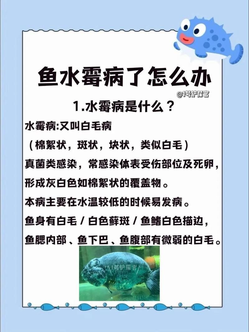 如何預防金龍魚再次感染水霉病（如何有效預防金龍魚再次感染水霉病）