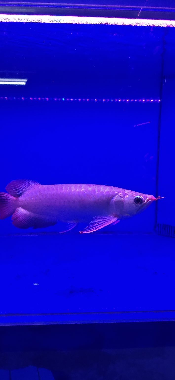 小魚起飛（小魚在生態系統中的作用）