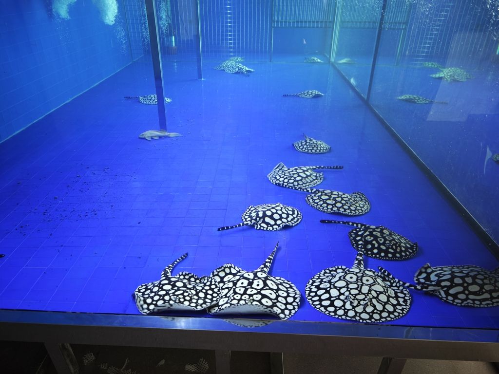 男神血統魟魚（男神血統魟魚的性別特征及其與“男神”概念之間的關聯）