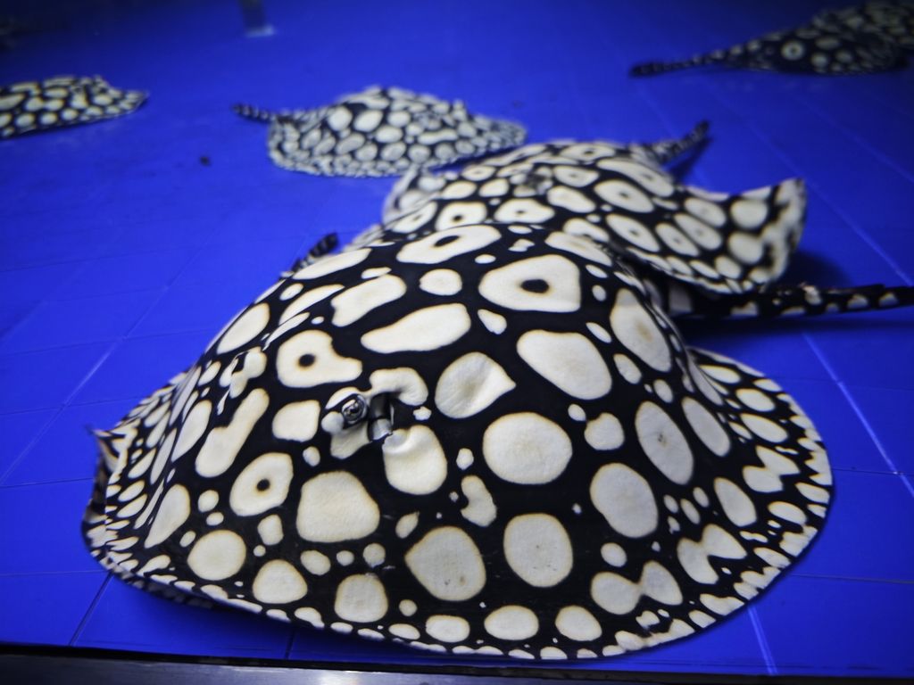 男神血統魟魚（男神血統魟魚的性別特征及其與“男神”概念之間的關聯）