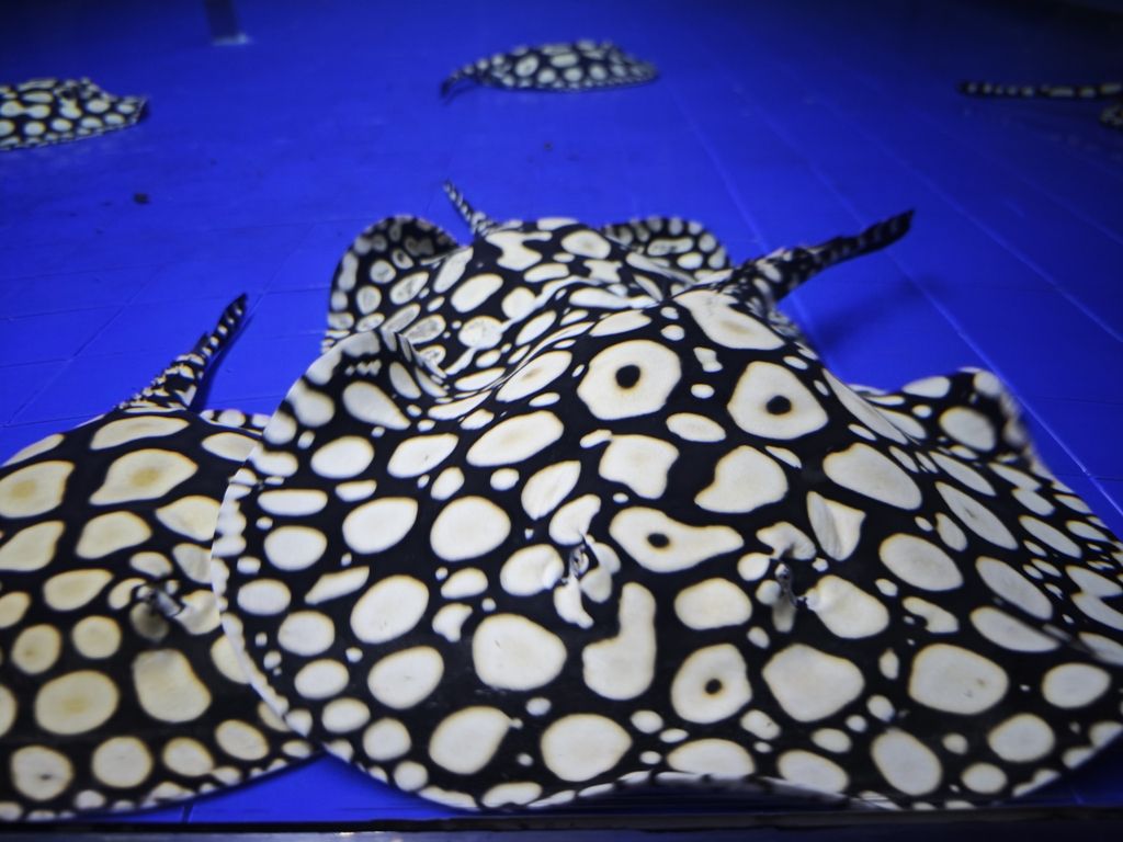 男神血統魟魚（男神血統魟魚的性別特征及其與“男神”概念之間的關聯）