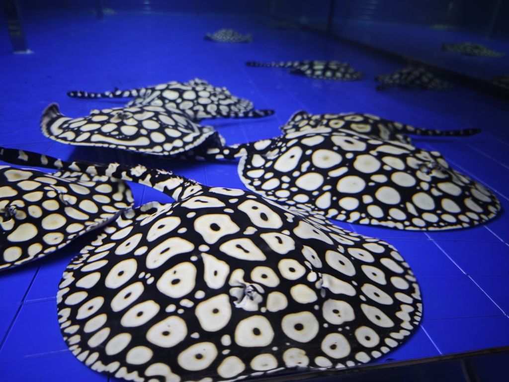 男神血統魟魚（男神血統魟魚的性別特征及其與“男神”概念之間的關聯）