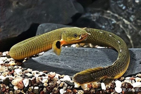 草繩恐龍魚吃什么食物最好？（恐龍魚的飼養(yǎng)方法大全,輕松養(yǎng)出健康美麗的恐龍魚!） 草繩恐龍魚吃什么食物最好？（恐龍魚的飼養(yǎng)方法大全,輕松養(yǎng)出健康美麗的恐龍魚!） 龍魚百科 第3張