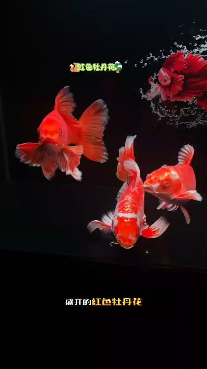 蝴蝶鯉（約克城級航空母艦企業評論：這魚厲害了,這可咋這可咋）