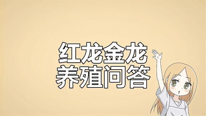 如何判斷古典金龍是否健康？（古典過背金龍的健康狀態(tài)）