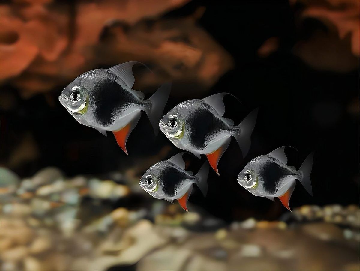 黑桃A和龍魚混養需要多久適應（桃a和龍魚混養的適應時間取決于多種因素取決于多種因素）