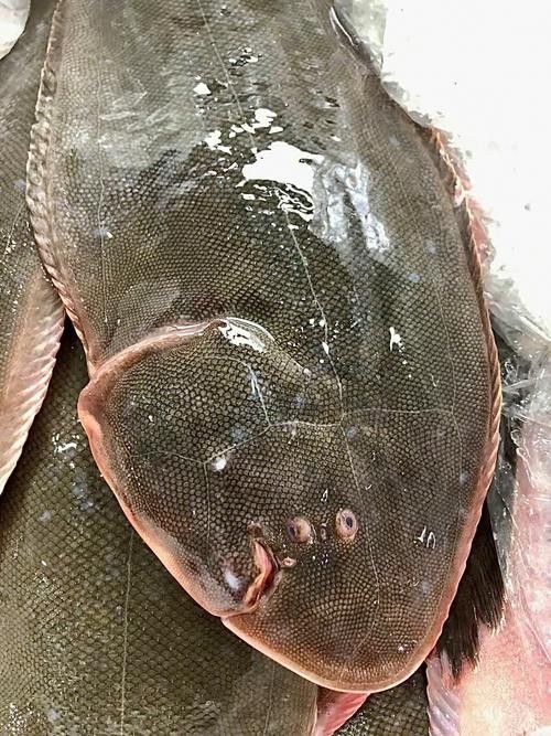 利通哪個水族館龍魚好？祥龍魚場龍魚（利通哪個水族館的龍魚好）