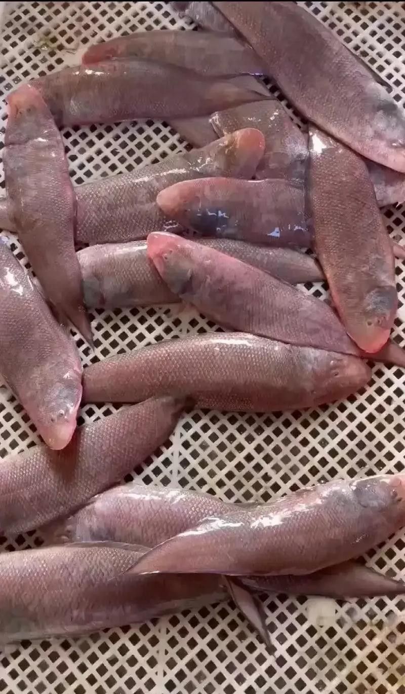 利通哪個水族館龍魚好？祥龍魚場龍魚（利通哪個水族館的龍魚好）