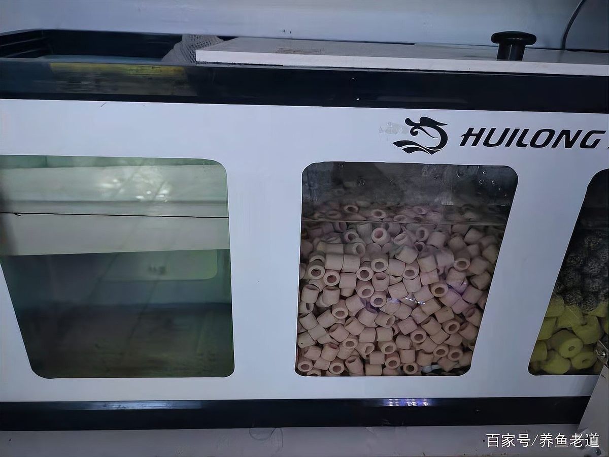 停電后多久對龍魚影響最大（停電對龍魚的影響）