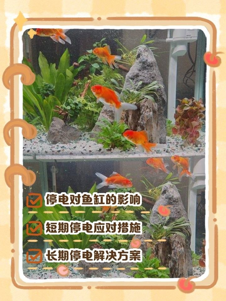 停電后多久對龍魚影響最大（停電對龍魚的影響）