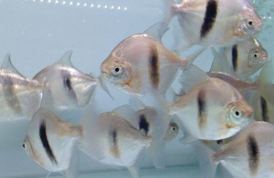 如何為粗線魚和龍魚提供良好的水質？（線魚和龍魚對水質的要求）