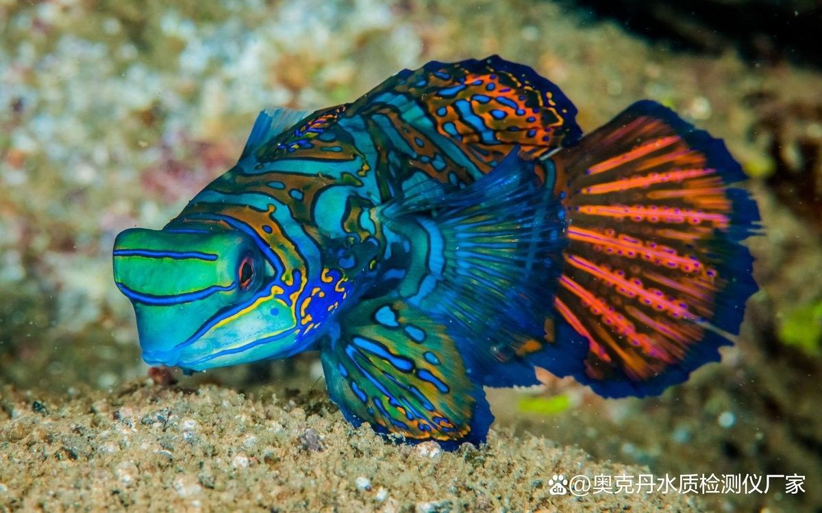 如何為粗線魚和龍魚提供良好的水質？（線魚和龍魚對水質的要求）