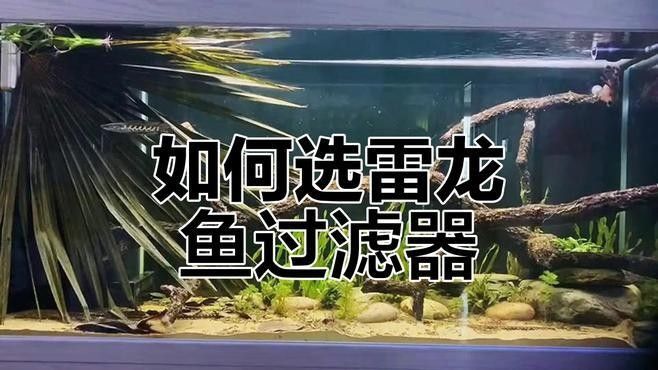 龍魚飼養中哪些過濾設備是可選的（養龍魚用的凈水機怎么選龍魚老孫龍魚繁殖全解析） 龍魚飼養中哪些過濾設備是可選的（養龍魚用的凈水機怎么選龍魚老孫龍魚繁殖全解析） 龍魚百科 第9張